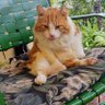 Cyndidarrah❤🇺🇸🇺🇸🙏🏝🌎🐔🐖🦮🐈 profil fotoğrafı