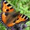 Irish Birds Bees & Butterflies profil fotoğrafı