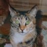 香りん profil fotoğrafı