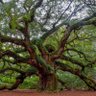 Фото профиля Oak tree