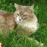 Ayten AYDINER OVALI profil fotoğrafı