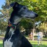 Profilbild von Spanish Greyhound