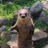 Otterly Bemused profil fotoğrafı