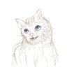 Фото профиля ねこのかけら