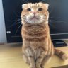 赤ちゃんฅ•ω•ฅニャニャーン✧ 的头像