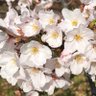 Фото профиля 新之丞