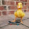 Quackbo's profile picture