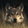 Tomasz N.'s profile picture