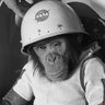 Katan's profile picture