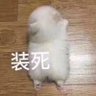 迪迪爱睡觉 profil fotoğrafı