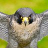 Фото профиля Tactical Falcon