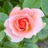 🌹rosesuk 的头像