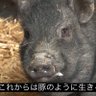 100g 98円's profile picture