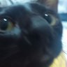 depressed meow's profile picture