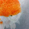 如月(☆^ω^★) profil fotoğrafı