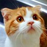 Profilbild von ð©ããŸãŸð©@ã·ã£ãŒãŠããð