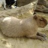 カピバラ 的头像