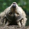 Weird Wolf🔞's profile picture