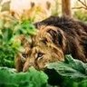 Lioninwaiting profil fotoğrafı