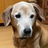 Profilbild von あわやまたな