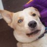 twostoopiddogs's profile picture