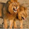 Washeha Ali's profile picture