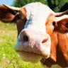 Vaca 的头像