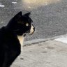 香港街頭札記_φ(･_･ profil fotoğrafı