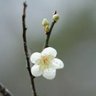 すーさん profil fotoğrafı