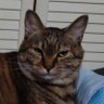 ミルパパ's profile picture