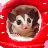 あさか♡にぼ、ぽん、とろ、つく's profile picture