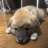 Фото профиля Ran🐶🐾