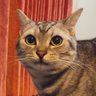 🤍🍋えリか🍨🤍 profil fotoğrafı