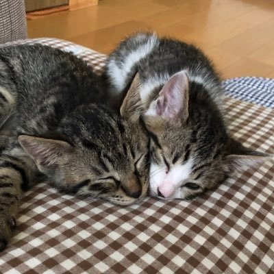 よもなぎ's profile picture