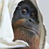 Profilbild von M'Sharet