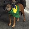 Cãoservador's profile picture