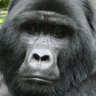 Фото профиля Gorilladome
