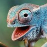 nochameleonhere 🦎's profile picture
