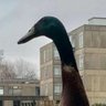 NotNorthDakota's profile picture