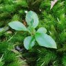 Фото профиля morino