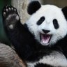 🐼 PandaButt ♿️❤️ ~Please See Pinned Post~'s profile picture