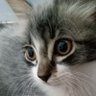 Más de cien cat´s: Ex homeless cats profil fotoğrafı