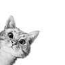 ZHEZ's profile picture