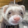おきゃん's profile picture