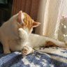 弥生(ФωФ)'s profile picture