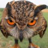 Omwami profil fotoğrafı
