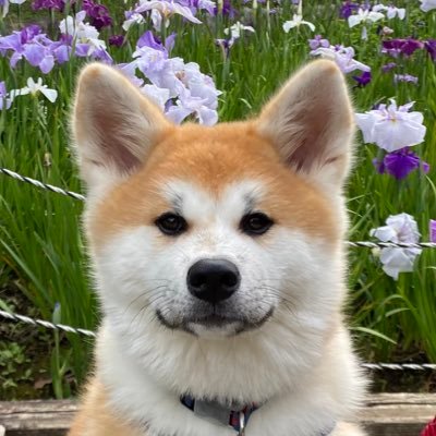 あたろー(さくら🌸nowar🐾)'s profile picture