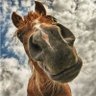 SYSOI's profile picture