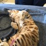 伍代夏也 的头像
