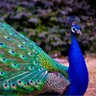 Фото профиля Ahmadzai
